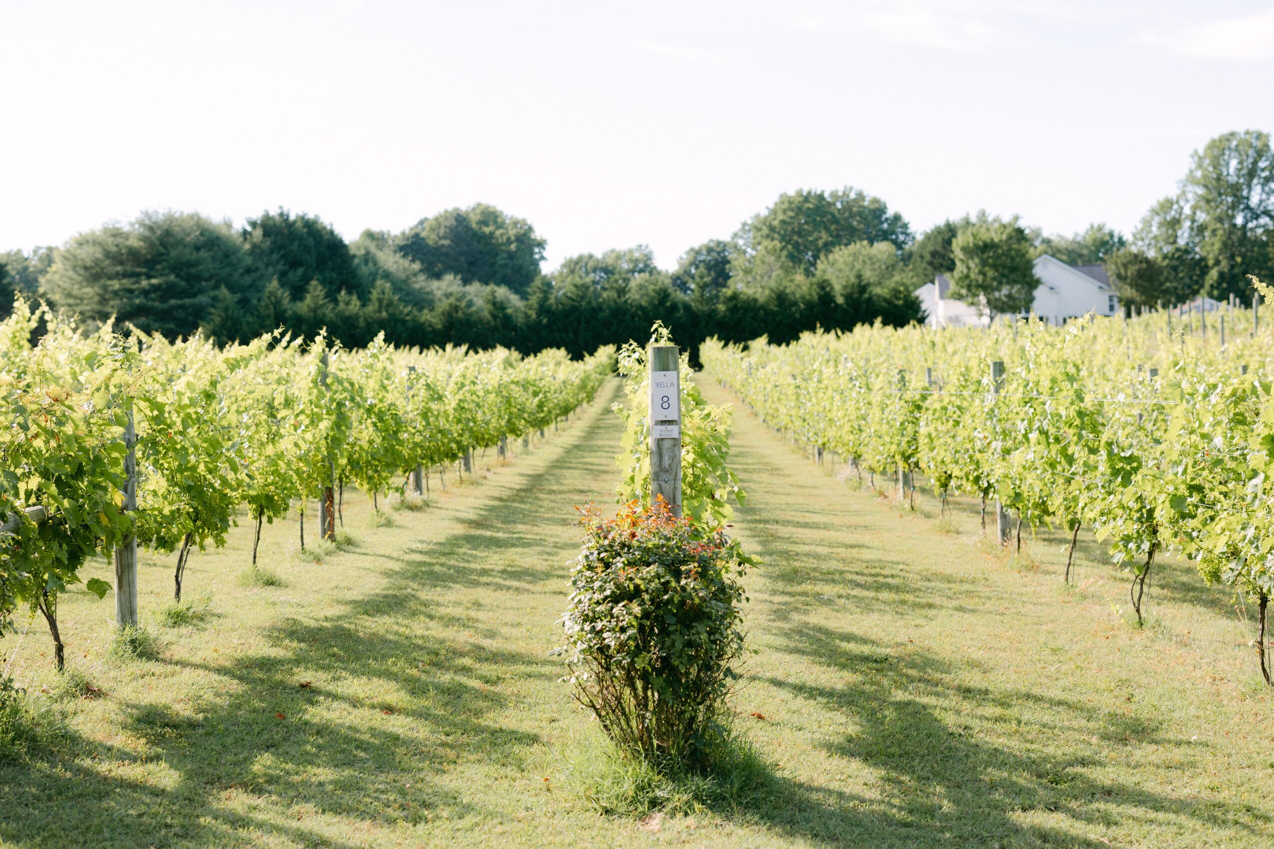 Vineyard with rows of grapevines, a central post, and a bush in the foreground, under a clear sky.