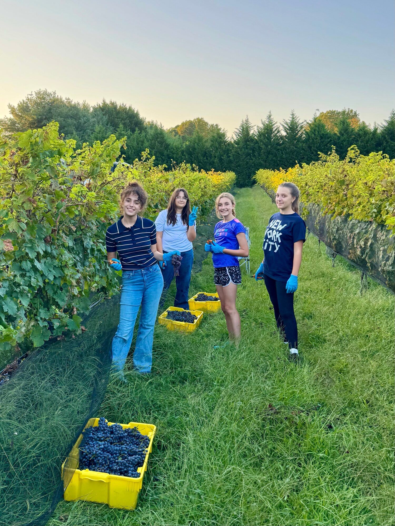 Four people standing in a vineyard with grape crates, smiling, surrounded by green vines and trees, under a clear sky.