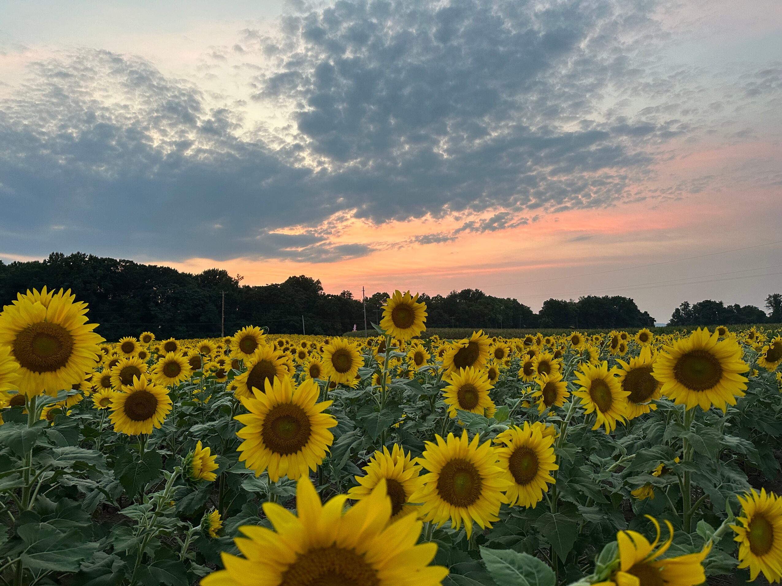 Sunflower field with a sunset sky, clouds, and trees in the background, vibrant yellow flowers in foreground.