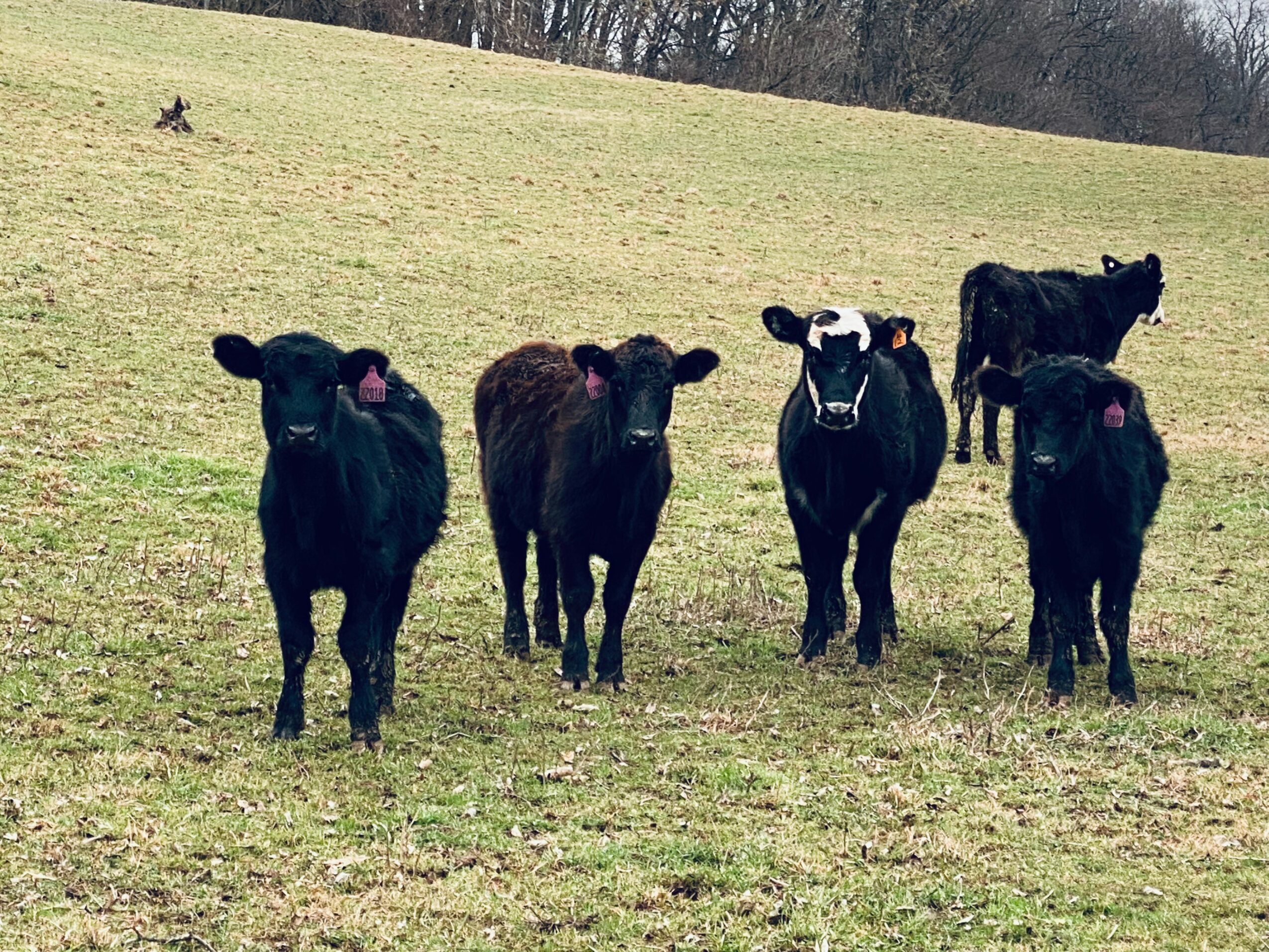 Five black calves standing on a grassy field with trees in the background.