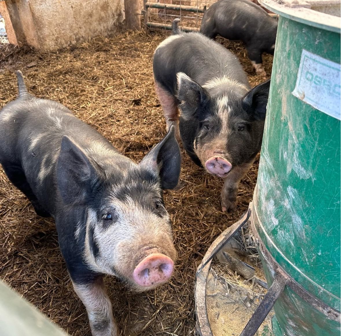 Two pigs in a pen with dirt floor, near a green container, looking at the camera.