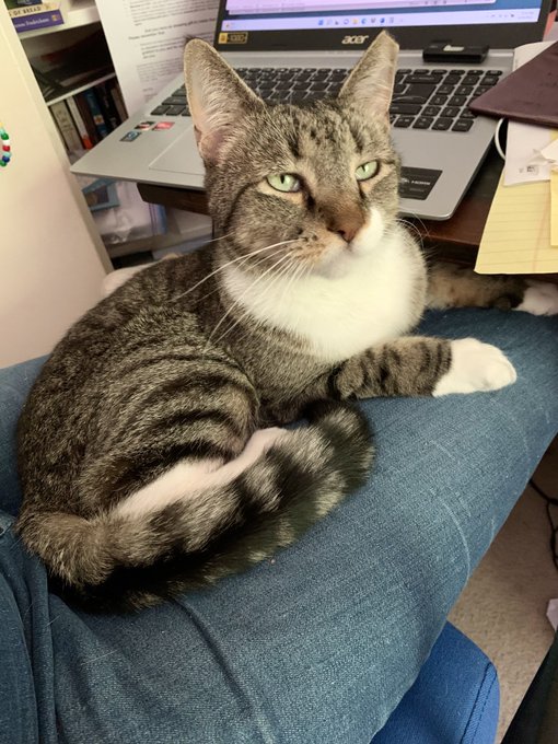 Gray tabby cat with white chest and paws sitting on a person's lap, with a laptop and papers in the background.