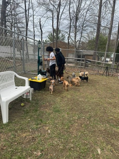 Person with dogs in a fenced outdoor area with trees and grass, some trees without leaves, and a white plastic chair.