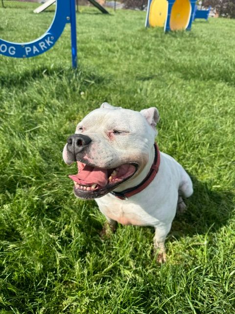 White dog with a red collar lying on green grass, mouth open, eyes closed, in a park setting.