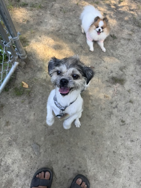 Two dogs on dirt ground, one looking up with tongue out, the other lying down, person's feet visible, sandals present.