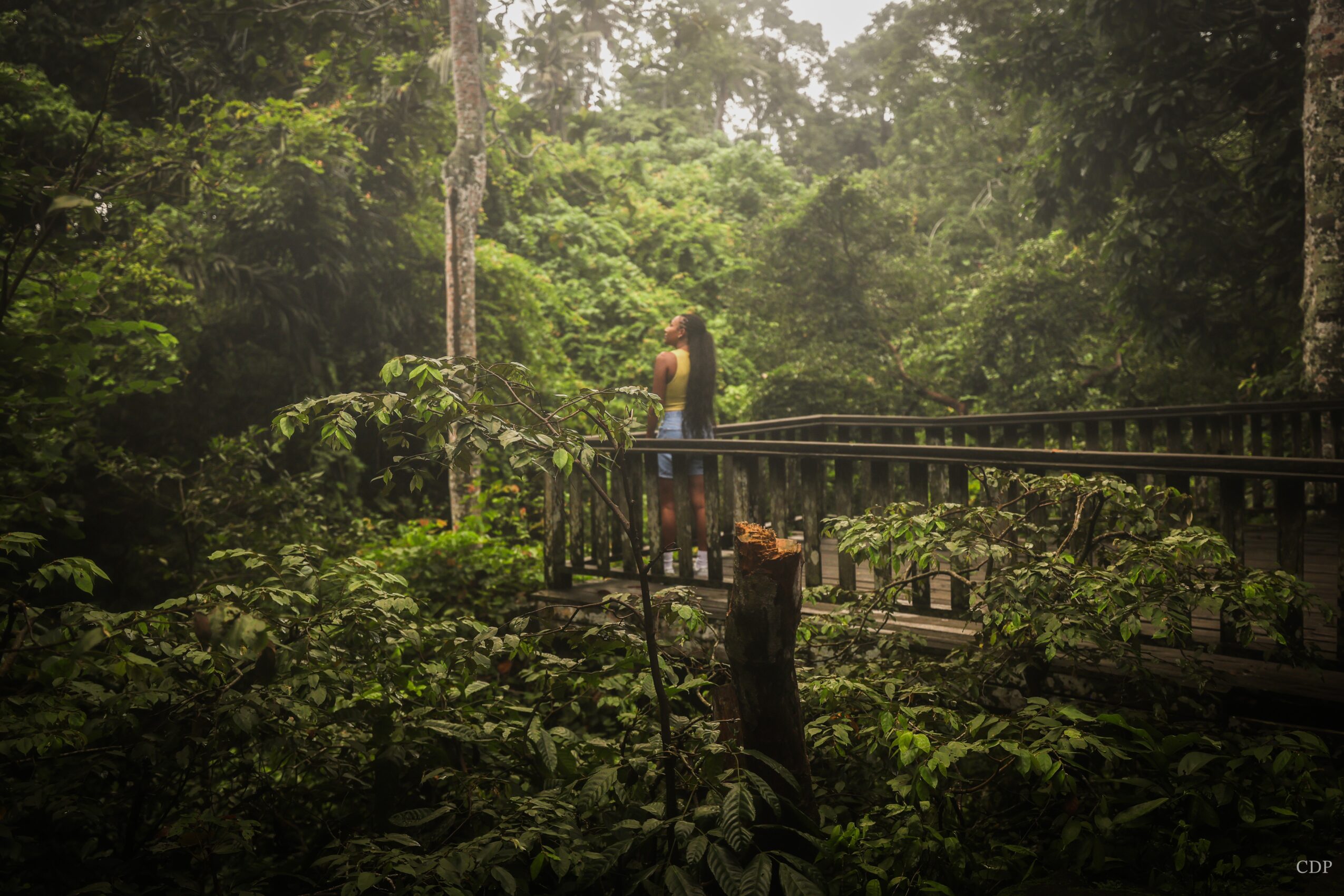 Person standing on a bridge in a dense green forest, surrounded by trees and foliage.