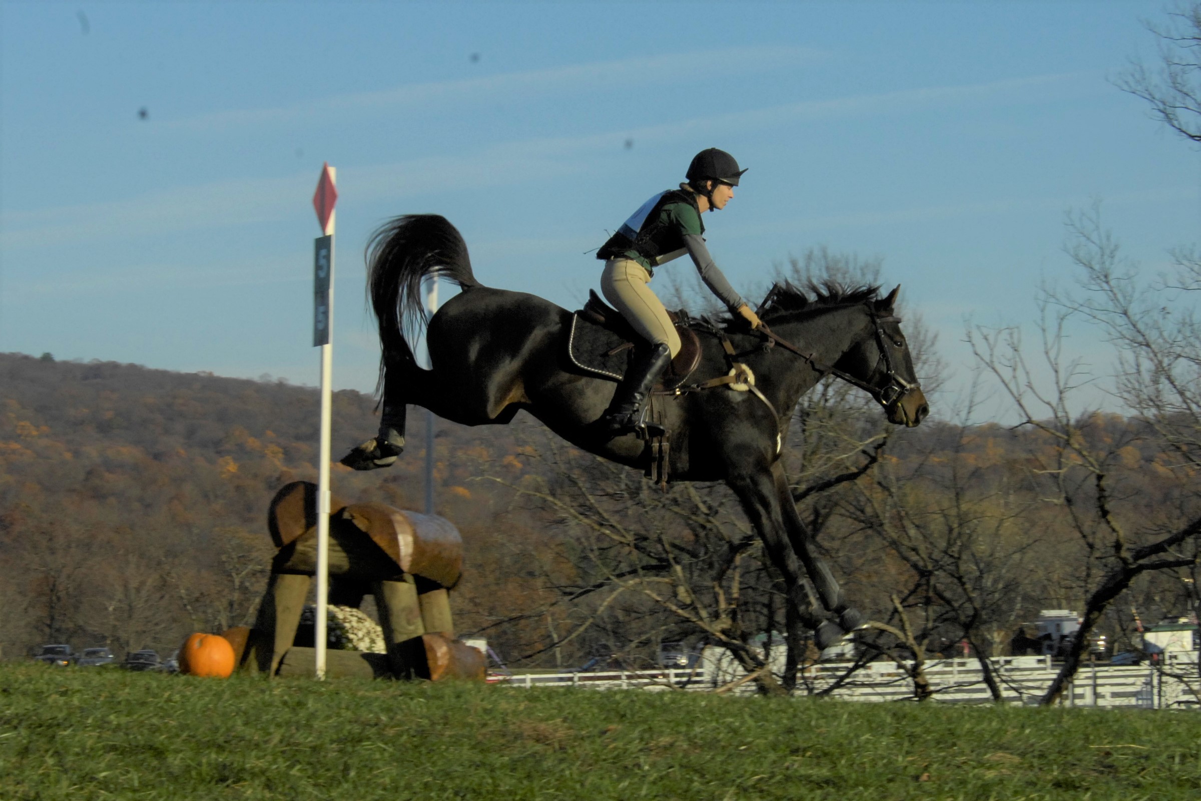 Person riding a horse jumps over an obstacle outdoors with trees and hills in the background.